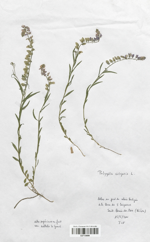 Polygala vulgaris (Polygalaceae)