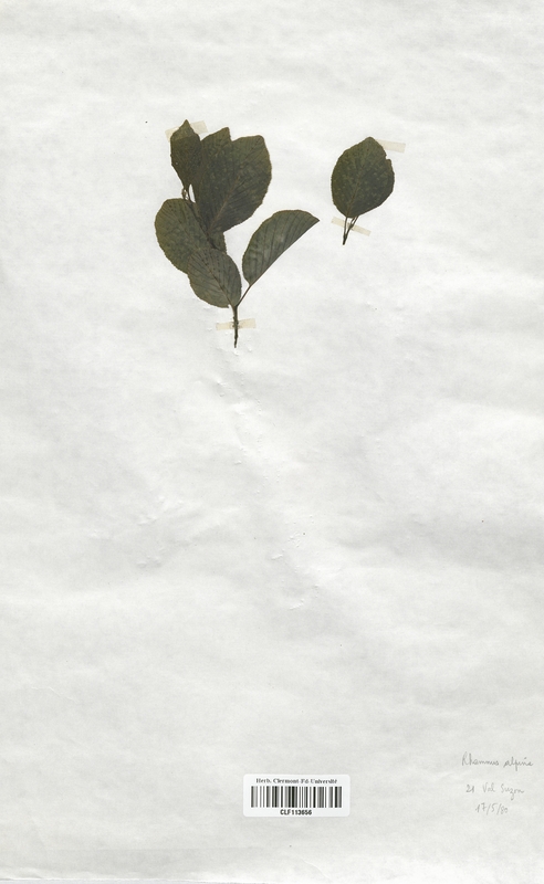 Rhamnus alpina (Rhamnaceae)