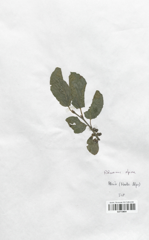 Rhamnus alpina (Rhamnaceae)