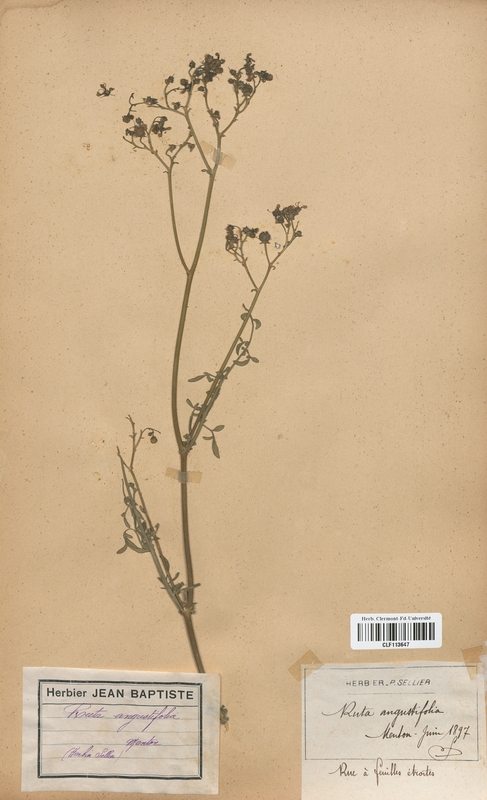Ruta angustifolia (Rutaceae)