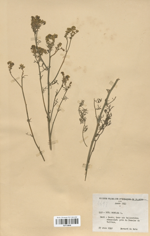 Ruta montana (Rutaceae)