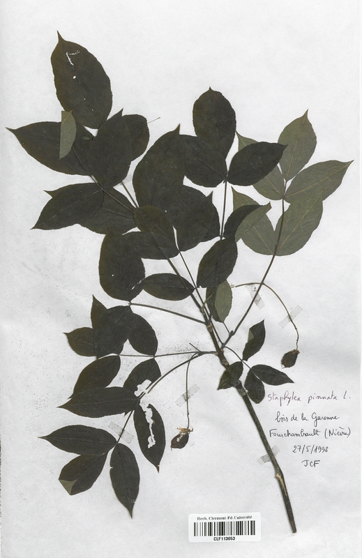 Staphylaea pinnata (Staphyleaceae)