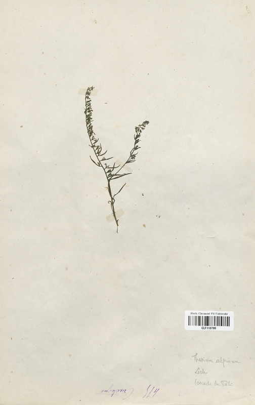 Thesium alpinum (Santalaceae)