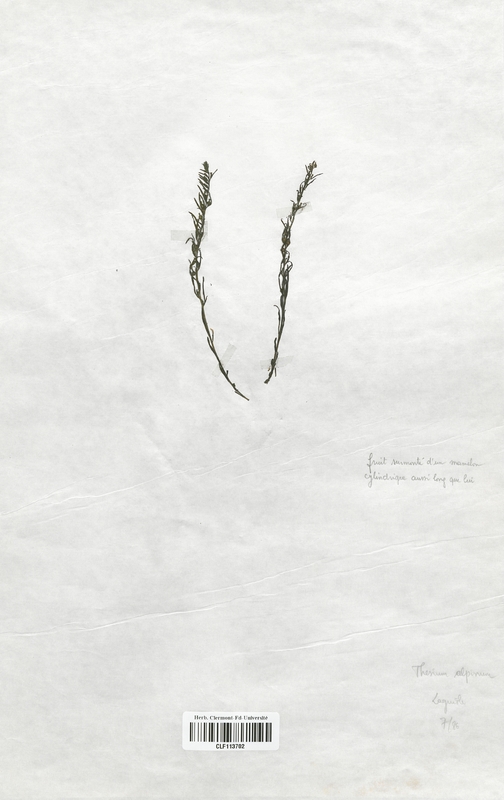 Thesium alpinum (Santalaceae)