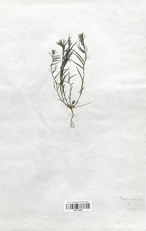 Thesium divaricatum (Santalaceae)