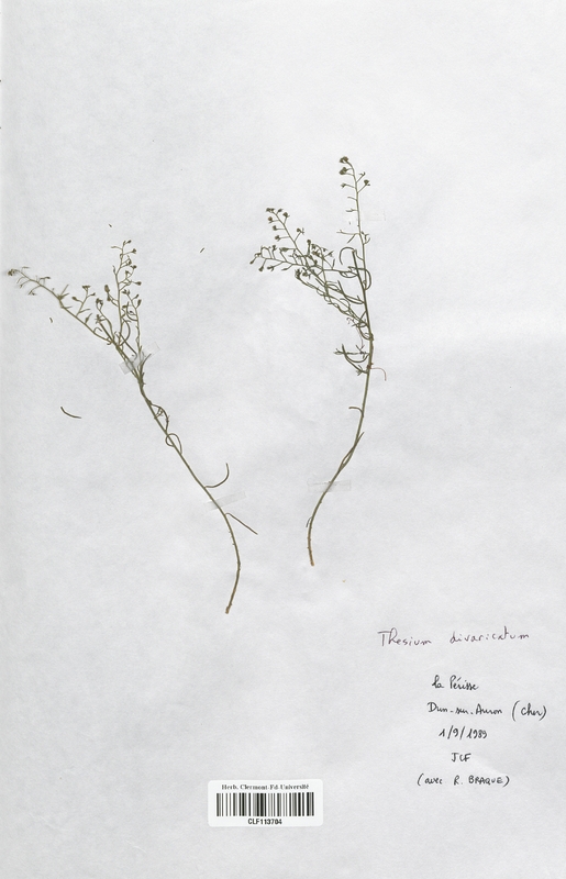 Thesium divaricatum (Santalaceae)