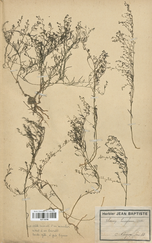 Thesium humifusum (Santalaceae)