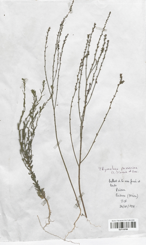 Thymelaea passerine (Thymelaeaceae)