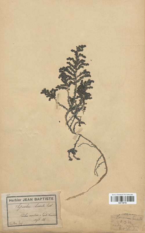 Thymelea hirsuta (Thymelaeaceae)