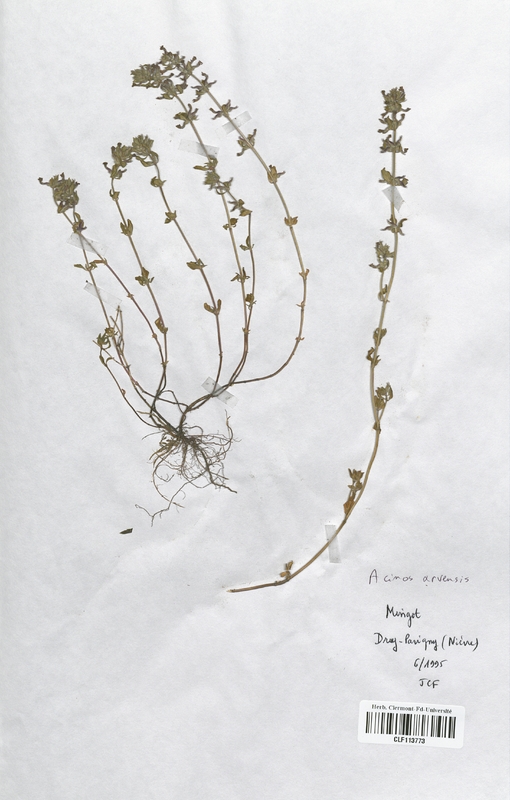 Acinos arvensis (Lamiaceae)