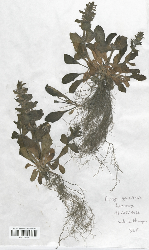 Ajuga genevensis (Lamiaceae)