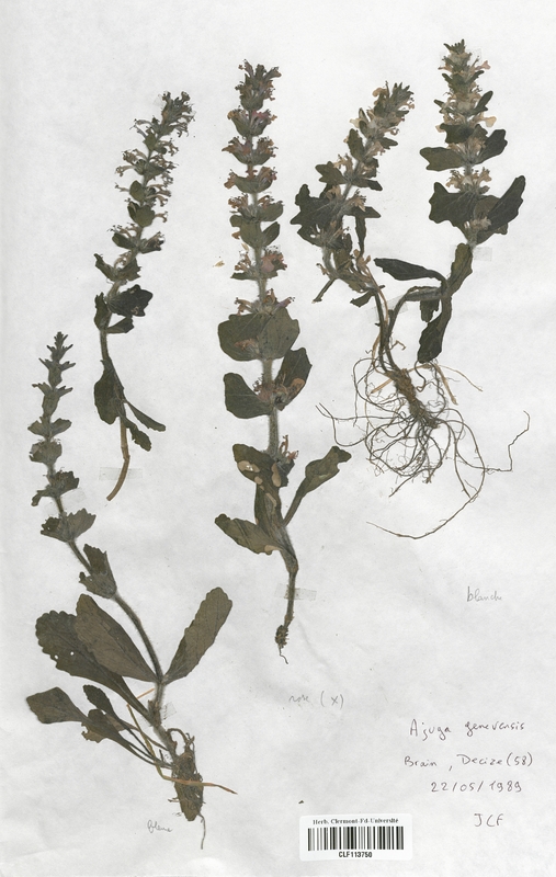 Ajuga genevensis (Lamiaceae)