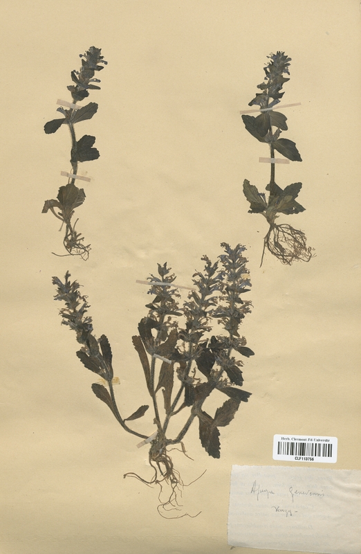 Ajuga genevensis (Lamiaceae)