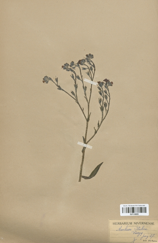 Anchusa italica (Boraginaceae)