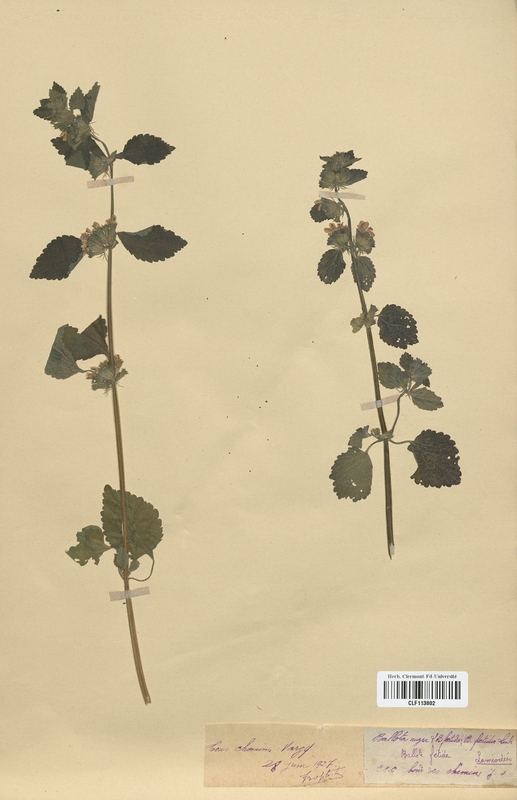 Ballota niger (Lamiaceae)