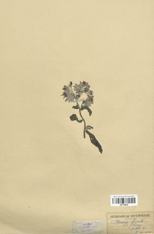 Borrrago officinalis (Boraginaceae)