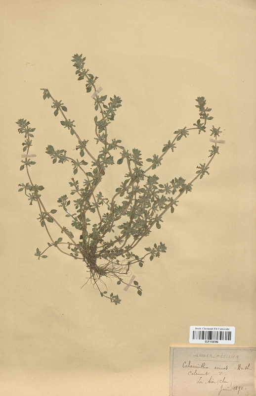 Calamintha acinos (Lamiaceae)