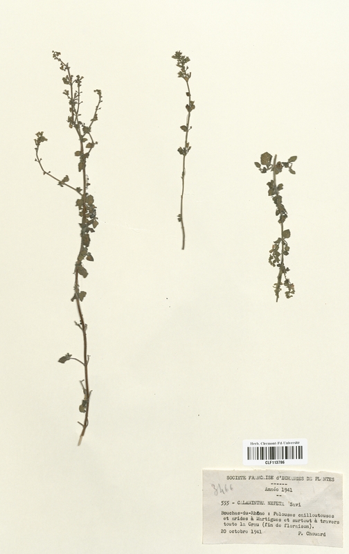 Calamintha nepeta (Lamiaceae)