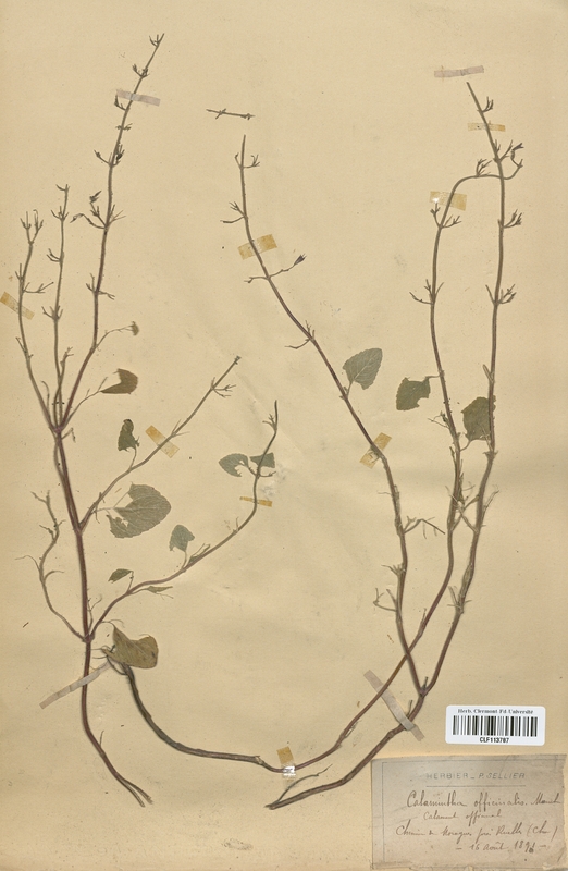 Calamintha officinalis (Lamiaceae)