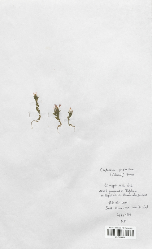 Centaurium pulchellum (Lamiaceae)