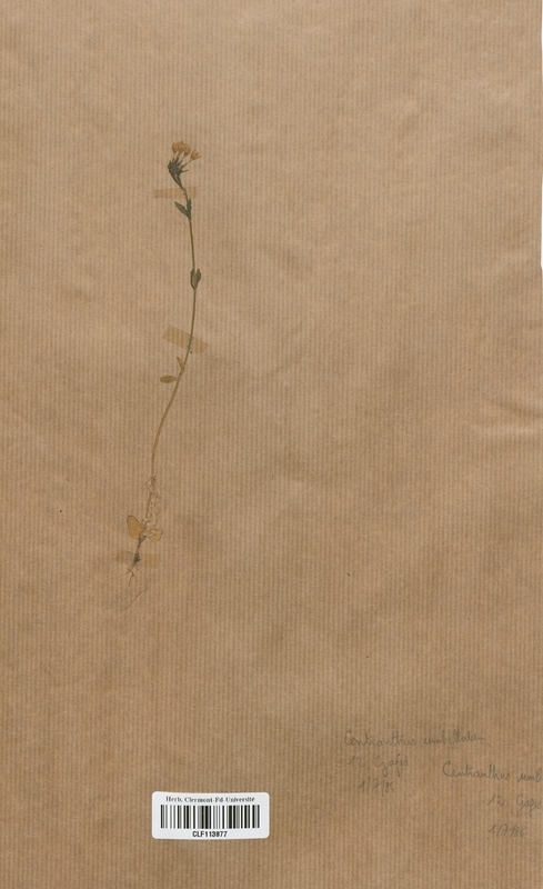 Centranthus umbellatum (Lamiaceae)