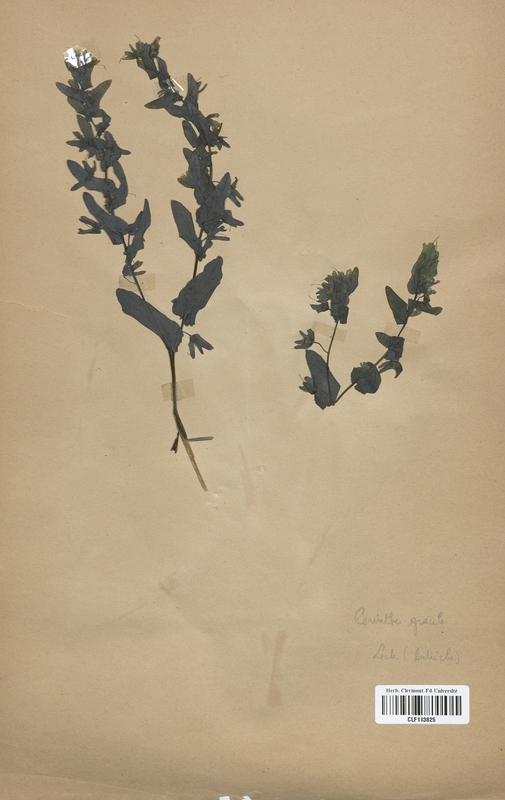 Cerinthe gracilis (Boraginaceae)