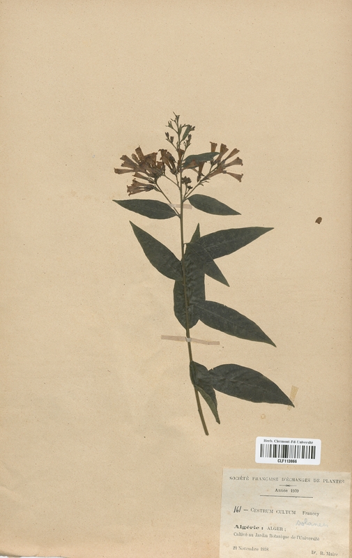 Cestrum cultum (Solanaceae)