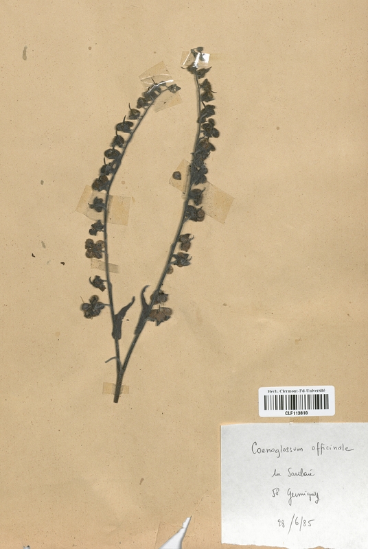 Coenoglossum officinale (Boraginaceae)