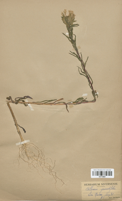 Collomia grandiflora (Polemoniaceae)