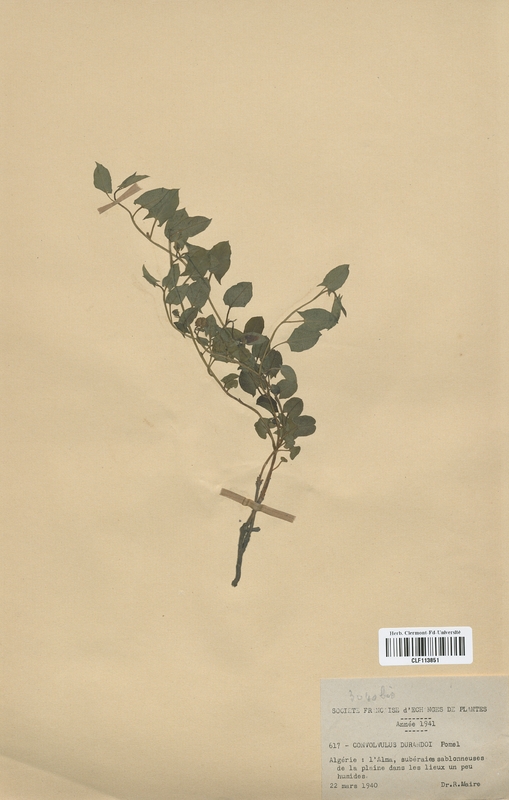 Convolvulus durandii (Convolvulaceae)