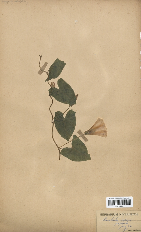 Convolvulus sepium (Convolvulaceae)