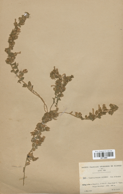 Convolvulus supinus (Convolvulaceae)