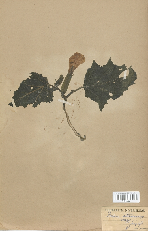 Datura stramonium (Solanaceae)