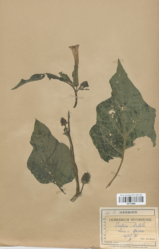 Datura tatula (Solanaceae)