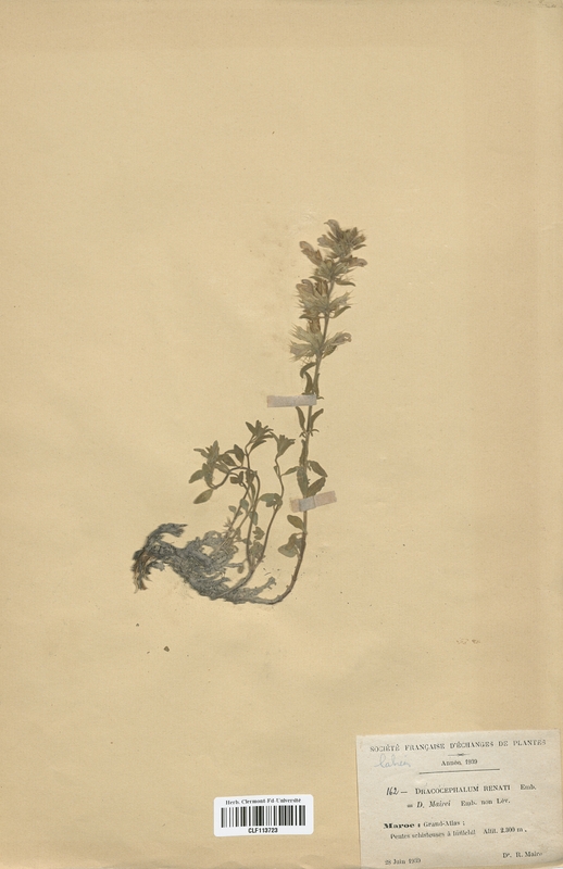 Dracocepalum renati mairei (Lamiaceae)