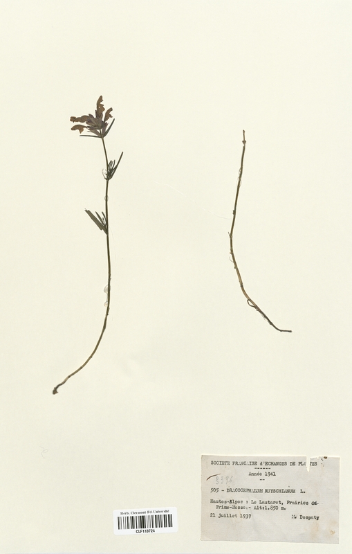 Dracocepalum ruyschiana (Lamiaceae)