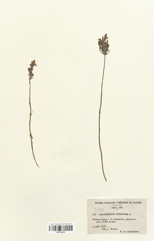Dracocepalum ruyschiana (Lamiaceae)