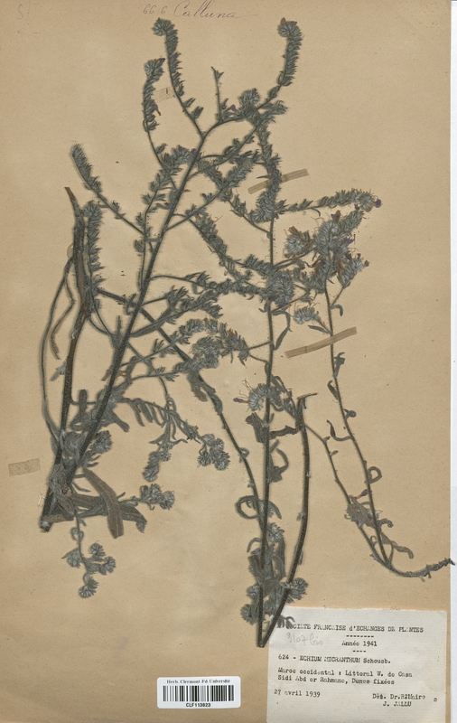 Echium micranthum (Boraginaceae)
