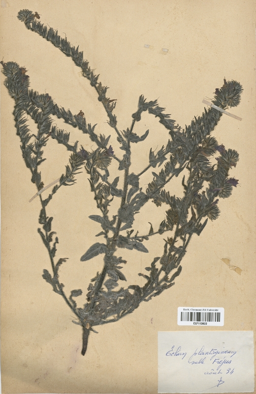Echium plantagineum (Boraginaceae)