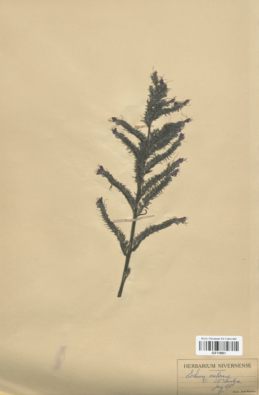 Echium vulgare (Boraginaceae)