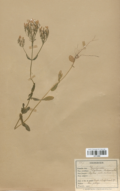 Erythraea centaurium (Gentianaceae)