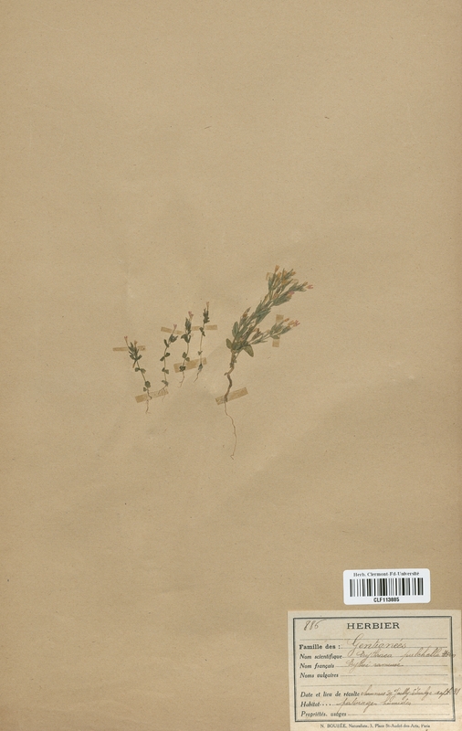 Erythraea pulchella (Gentianaceae)
