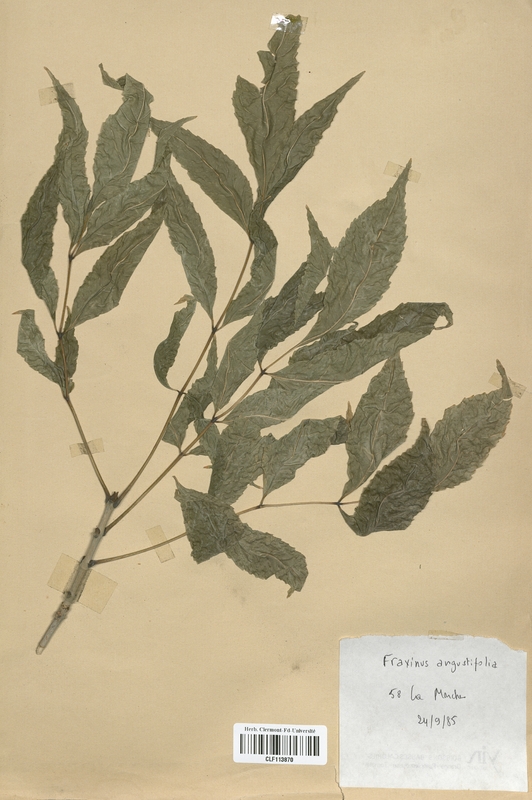 Fraxinus angustifolia (Oleaceae)