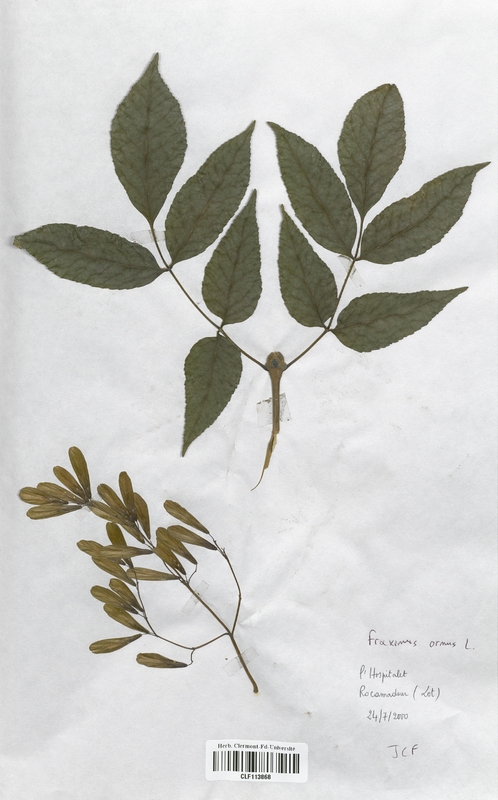 Fraxinus ornus (Oleaceae)