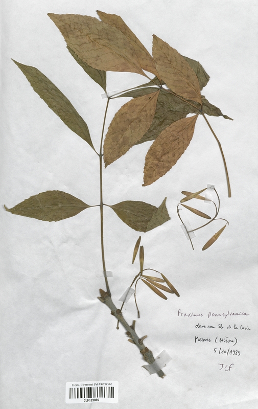 Fraxinus pennsylvanica (Oleaceae)