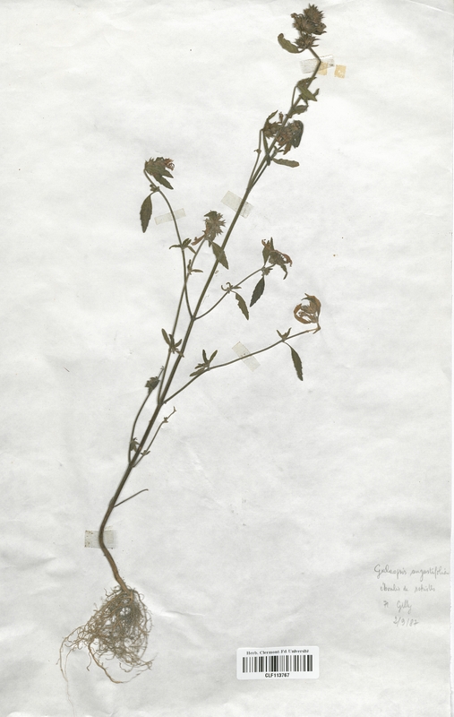Galeopsis angustifolia (Lamiaceae)