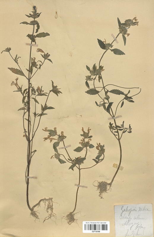 Galeopsis dubia (Lamiaceae)