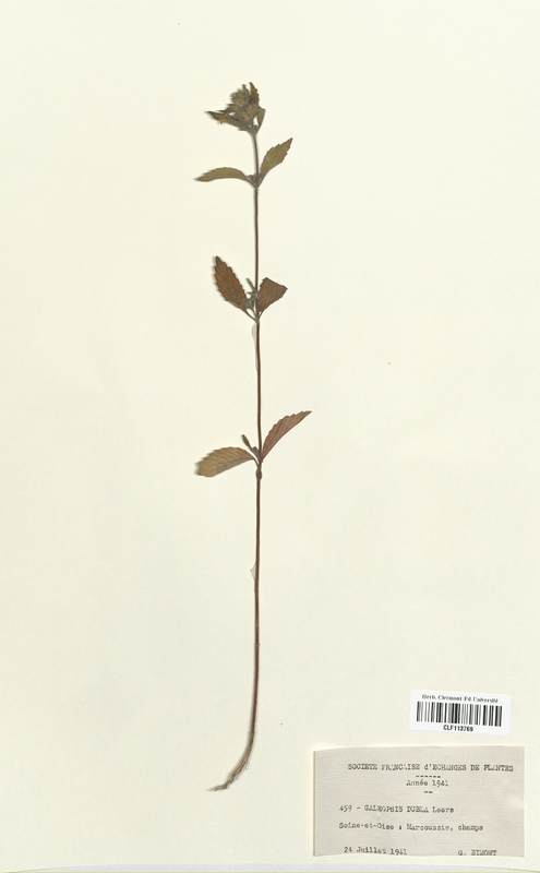 Galeopsis dubia (Lamiaceae)