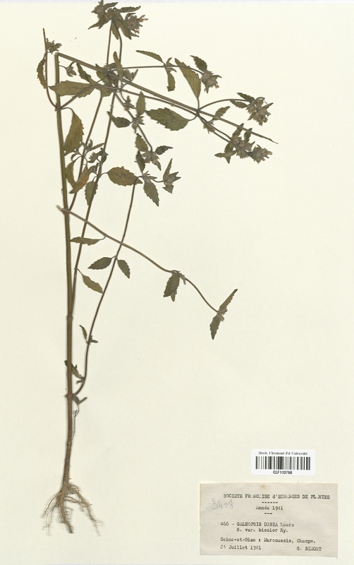 Galeopsis dubia et bicolor (Lamiaceae)