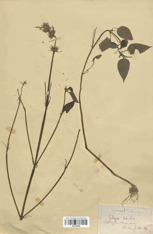 Galeopsis tetrahit (Lamiaceae)